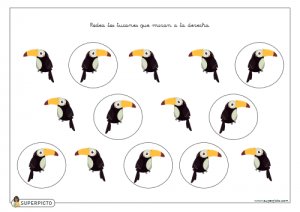 Rodear los tucanes que miran a la derecha