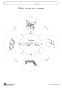 dibujos para colorear del ciclo de vida de las mariposas