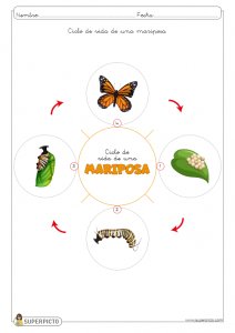 Ciclo de vida de una mariposa para colorear e imprimir