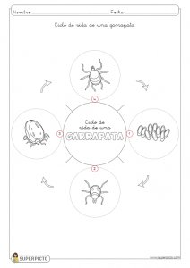 Ciclo de vida de una garrapata para colorear e imprimir