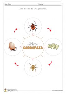 Ciclo de vida de una garrapata para colorear e imprimir