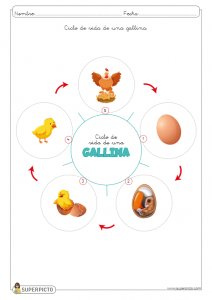 Ciclo de vida de una gallina para colorear e imprimir