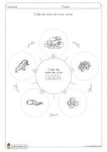 Ciclo de vida de una rana para colorear e imprimir