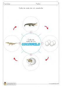 Ciclo de vida de un cocodrilo para colorear e imprimir