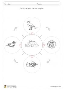 Ciclo de vida de un pájaro para colorear e imprimir