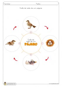 Ciclo de vida de un pájaro para colorear e imprimir