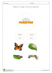 L ciclo de la vida de una mariposa