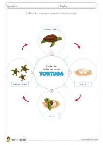 L ciclo de vida de la tortuga