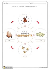 L ciclo de vida de una garrapata