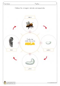 L ciclo de vida de la abeja