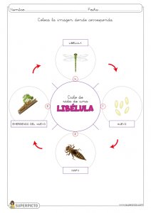 L ciclo de vida de la libélula
