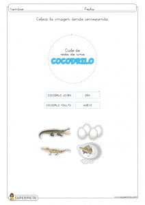 L ciclo de vida de un cocodrilo