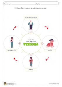 L ciclo de la vida humana