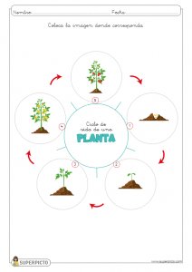 Fichas de diferentes ciclos de vida para completar e imprimir